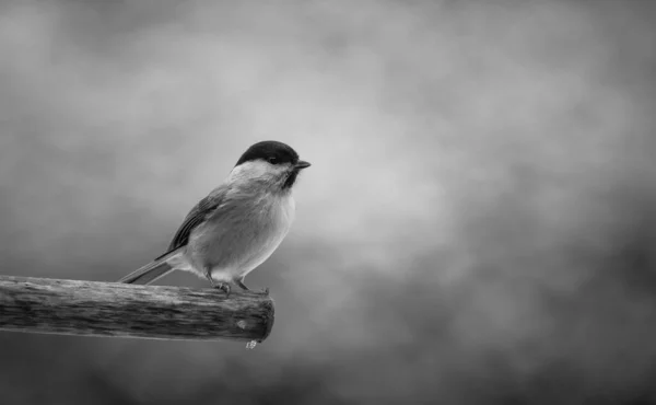 Black Capped Chickadee Branch — Stock Photo, Image