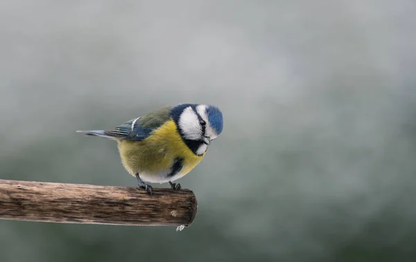 Blue Tit Isolated Branch Garden — Stock Fotó