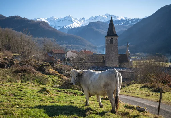 Cow Front Mountain Village Erc Arige Pyrenees — Stock fotografie