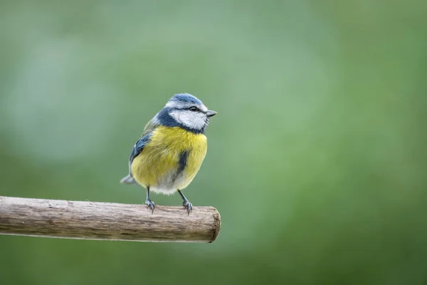 Blue Tit Isolated Branch Garden — Stock Photo, Image