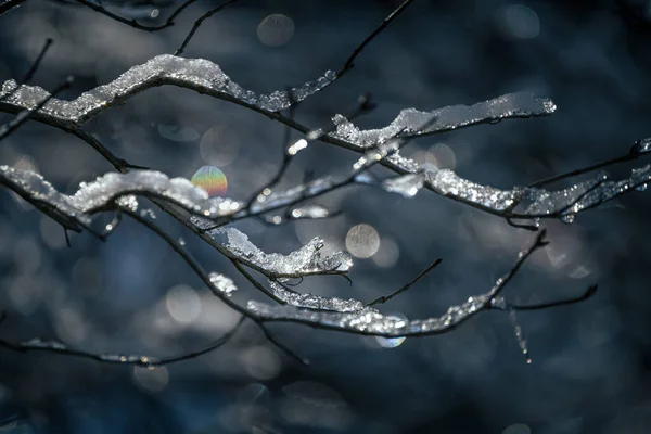 Frost Branches Tree — Fotografia de Stock