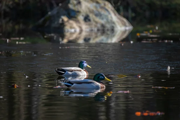 Canard Dans Lac — Photo