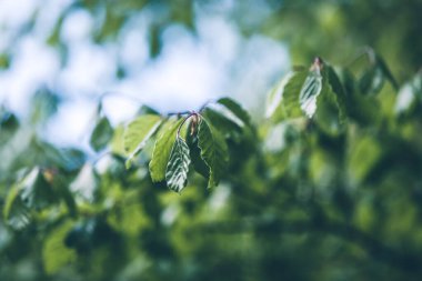 Taze yapraklar, yeşil yaz kayın ağacı