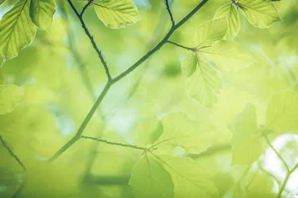 Folhas Frescas Verde Verão Fundo Faia Árvore — Fotografia de Stock