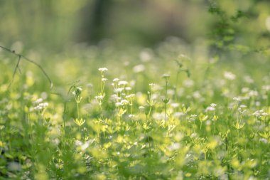 Çalılıklarda beyaz çiçek açtı.