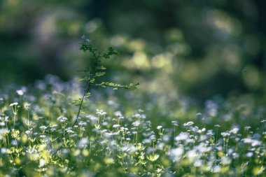 Çalılıklarda beyaz çiçek açtı.
