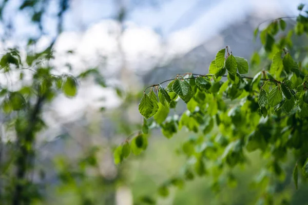 Čerstvé Listy Zelené Letní Pozadí Buk — Stock fotografie