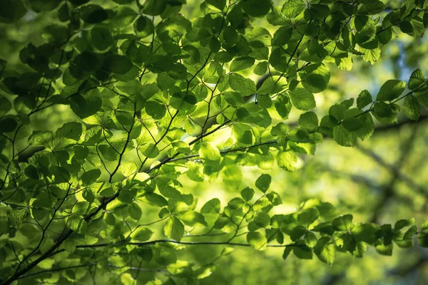 Folhas Frescas Verde Verão Fundo Faia Árvore — Fotografia de Stock