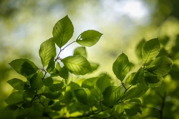 Folhas Frescas Verde Verão Fundo Faia Árvore — Fotografia de Stock