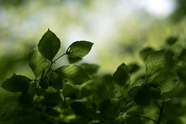 Folhas Frescas Verde Verão Fundo Faia Árvore — Fotografia de Stock