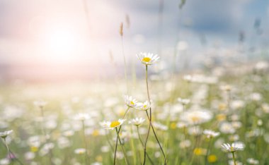 Güneşli çayırlarda papatyalar