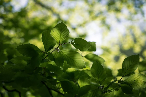 Čerstvé Listy Zelené Letní Pozadí Buk — Stock fotografie