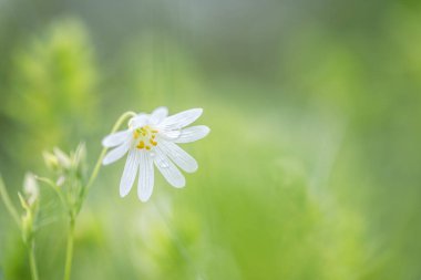 Stellaria holostea Otların arasındaki küçük beyaz çiçek