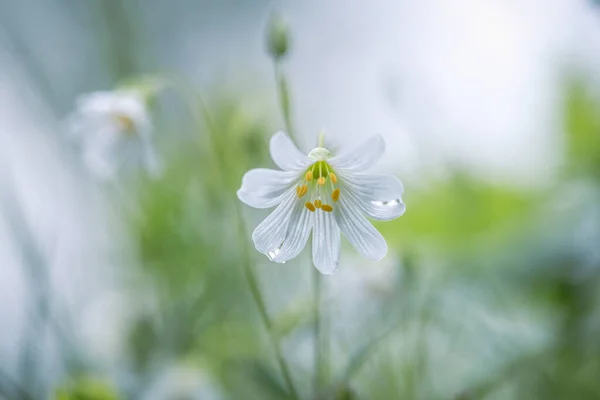 Траве Маленький Белый Цветок — стоковое фото