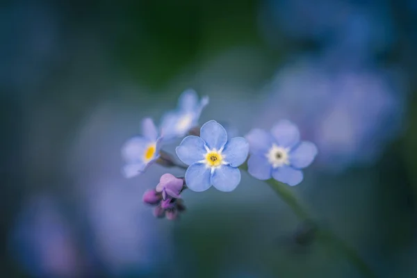 Маленькие Голубые Цветы Забывают Меня Фокусироваться Размытом Фоне — стоковое фото