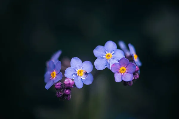 Забудьте Меня Цветы Myosotis Alpestris Каплей Воды — стоковое фото