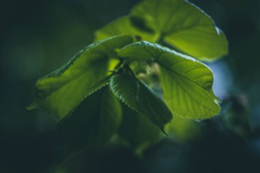 Geen yaprakları yağmurlu havada