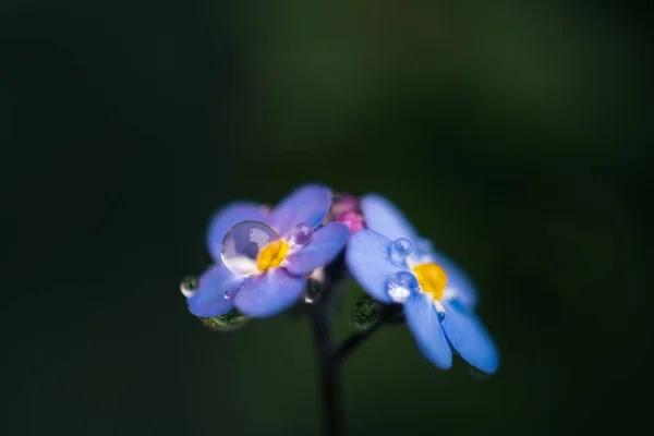 Забудьте Меня Цветы Myosotis Alpestris Каплей Воды — стоковое фото