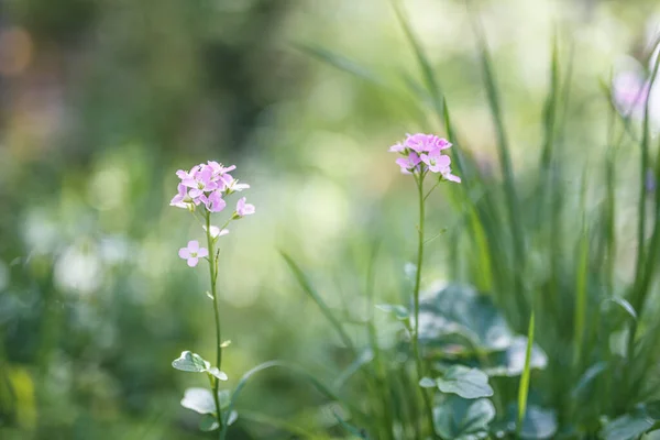 河畔的杜鹃花或蒲公英粉红野花 — 图库照片