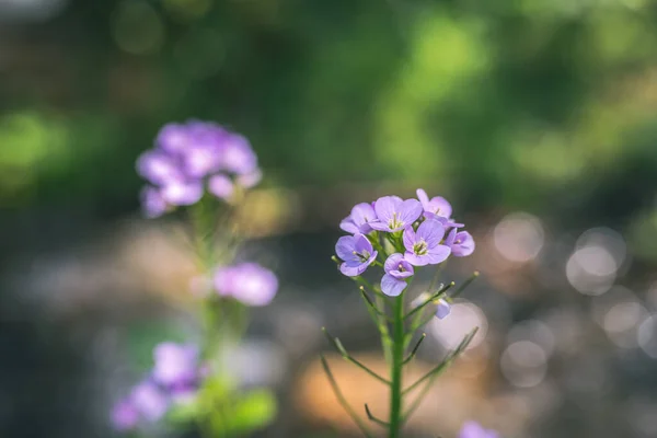 河畔的杜鹃花或蒲公英粉红野花 — 图库照片