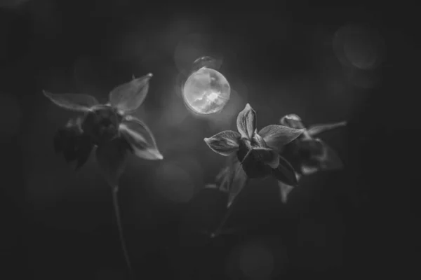 columbine flower or granny's nightcap in the undergrowth