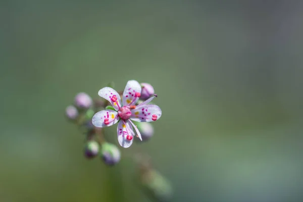 Zbliżenie Małego Kwiatu Saxifraga Hirsuta — Zdjęcie stockowe