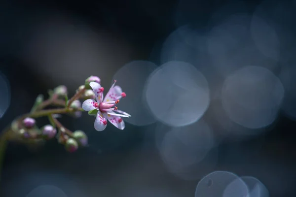 Zbliżenie Małego Kwiatu Saxifraga Hirsuta — Zdjęcie stockowe