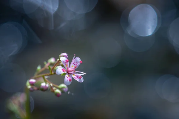 Close Van Een Kleine Bloem Saxifraga Hirsuta — Stockfoto