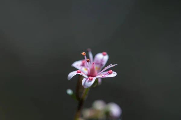 Gros Plan Une Petite Fleur Saxifraga Hirsuta — Photo