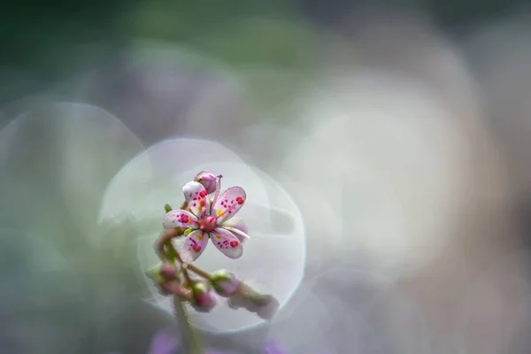 Zbliżenie Małego Kwiatu Saxifraga Hirsuta — Zdjęcie stockowe