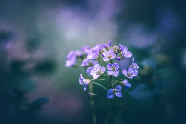 Kuckucksblume Oder Kardamin Pratensis Rosa Wildblume Der Nähe Des Flusses — Stockfoto