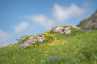 Pireneler dağının yaban çiçekleri