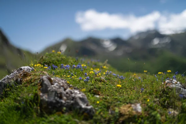 Flores Silvestres Nas Terras Altas Montanha Dos Pirenéus — Fotografia de Stock