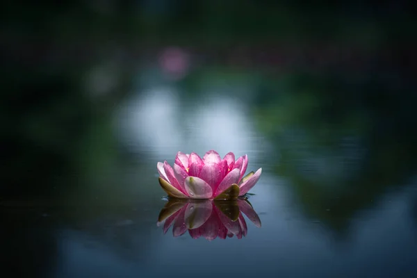 Рожева Водяна Лілія Або Квітка Лотоса Відображена Воді — стокове фото