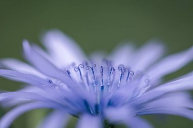 Mavi dişi devedikeni çiçeğine yaklaş.
