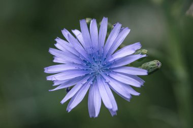 Mavi dişi devedikeni çiçeğine yaklaş.