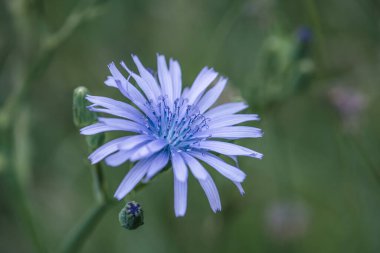 Mavi dişi devedikeni çiçeğine yaklaş.