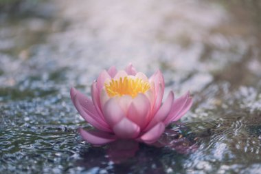 Pembe su zambağı ya da nilüfer çiçeği.