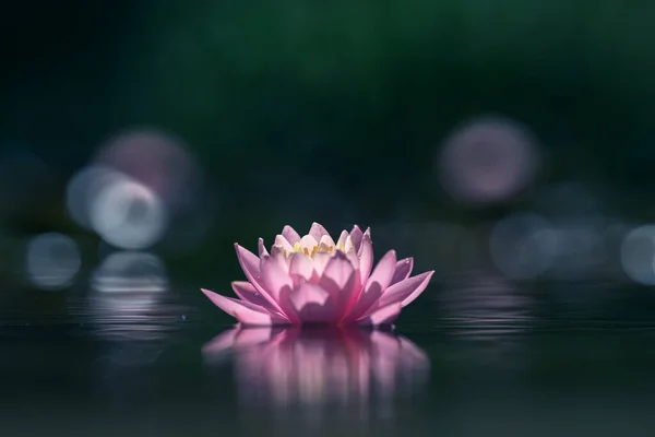 Nénuphar Rose Fleur Lotus Sur Eau — Photo
