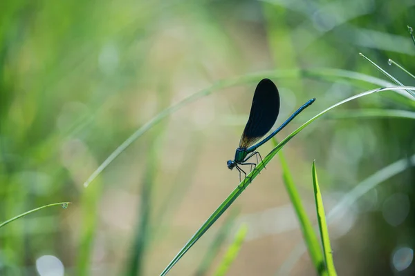 Banded Demoiselle Damselfly Calopteryx Splendens — Stok fotoğraf