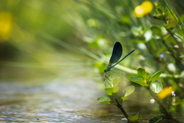 Banded Demoiselle Damselfly Calopteryx Splendens — Fotografia de Stock