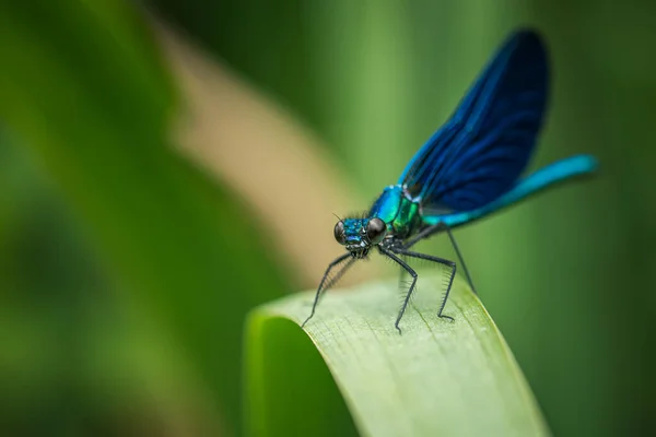 Libélula Azul Uma Lâmina — Fotografia de Stock