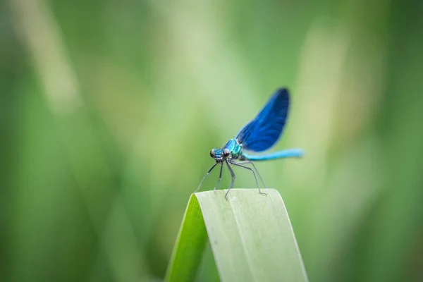 Blue Dragonfly Blade — Stock Photo, Image