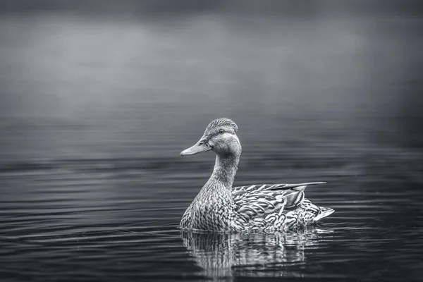Pato Agua — Foto de Stock