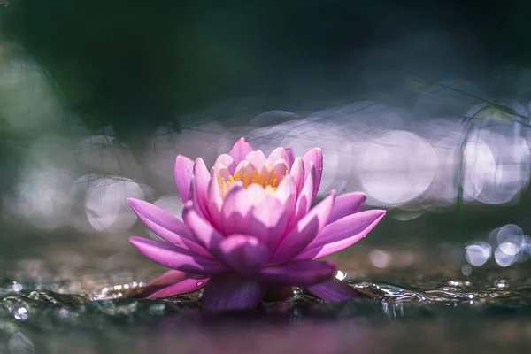 Pink Water Lily Lotus Flower Water — Stock Photo, Image