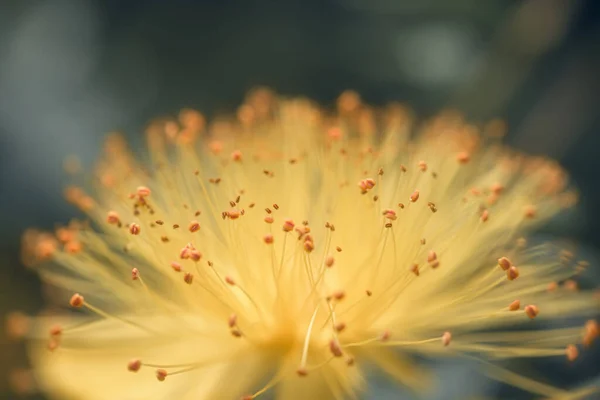 Johanniskraut Hypericum Calycinum Gelbe Buschige Blüte — Stockfoto