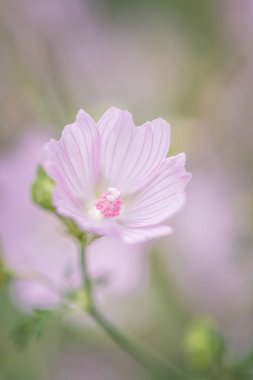close up of mallow musk flower