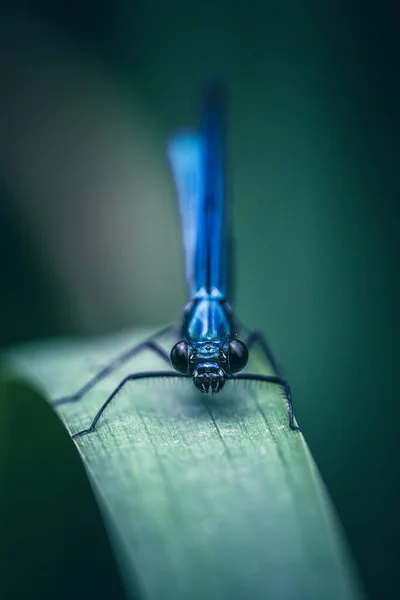 Libélula Azul Uma Lâmina — Fotografia de Stock