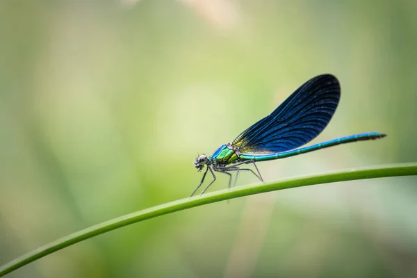Blue Dragonfly Blade — Stock Photo, Image