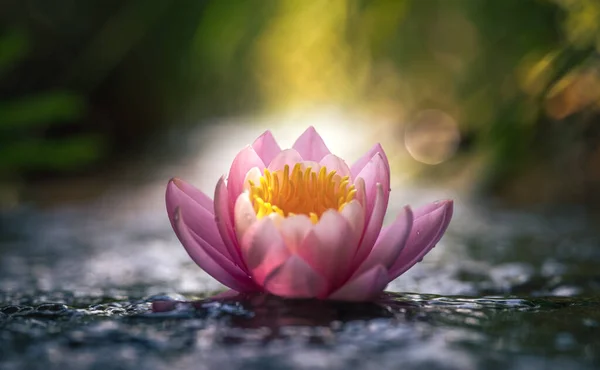 Pink Water Lily Lotus Flower Water — Stockfoto